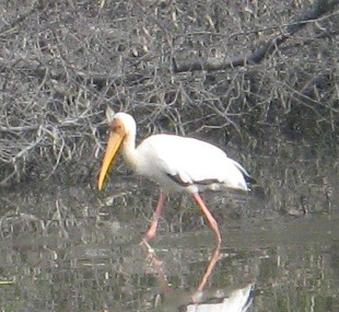 Stork at Sungei Buloh