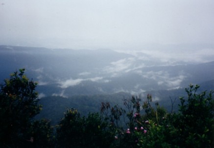 Gunung Belumut summit view