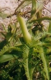 Pitcher plants at campsite