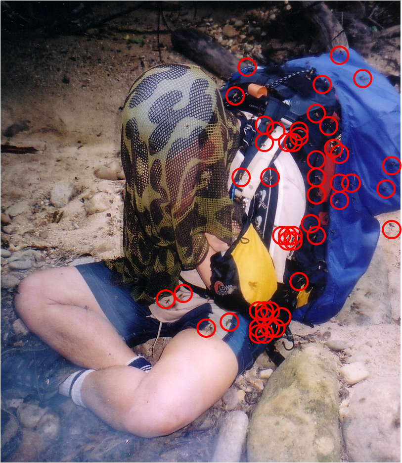 Sweat bees at Gunung Tahan trek